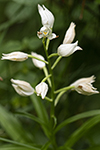 Vit skogslilja/Cephalanthera longifolia/Narrow-leaved Helleborine